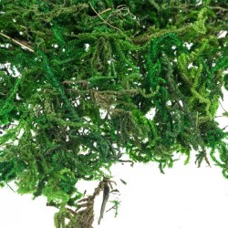 ΔΙΑΚΟΣΜΗΤΙΚΟ ΓΡΑΣΙΔΙ  ΔΙΑΚΟΣΜΗΤΙΚΟ ΓΡΑΣΙΔΙ