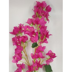 ΒΟΥΚΑΜΒΙΛΙΑ ΚΛΩΝΑΡΙ, 95 ΕΚ