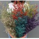 Natural dried flowers  SPRING DECOR