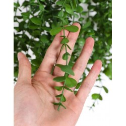 ΓΙΡΛΑΝΤΑ ΒΟΥΞΟΣ  ΓΙΡΛΑΝΤΑ ΒΟΥΞΟΣ