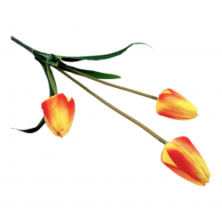 ΤΕΧΝΗΤΟ ΜΠΟΥΚΈΤΟ ΤΟΥΛΊΠΑ, 51εκ. ΤΕΧΝΗΤΟ ΜΠΟΥΚΈΤΟ ΤΟΥΛΊΠΑ, 51εκ.