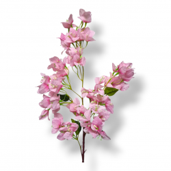 ΒΟΥΚΑΜΒΙΛΙΑ ΚΛΩΝΑΡΙ, 95 ΕΚ