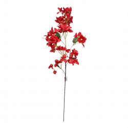 ΒΟΥΚΑΜΒΙΛΙΑ ΚΛΩΝΑΡΙ, 95 ΕΚ